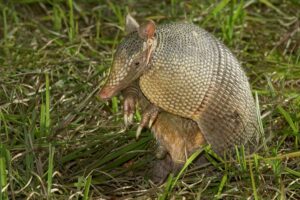Armadillo sitting in the grass.