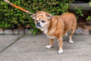 Light brown and white dog standing with leash being pulled