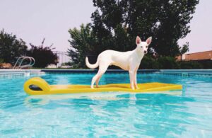 Portrait of Dog On Raft In Swimming Pool