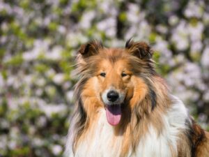 Head shot of a Rough Coated Collie against a blurred floral background