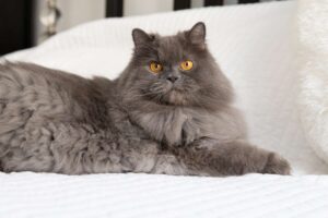 Gray Persian cat laying on white bed covers