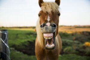 Horse with mouth wide open