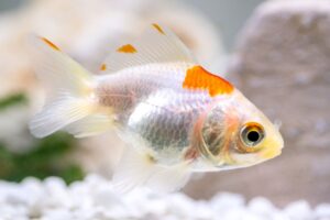 Silver scaled goldfish swimming in tank closeup