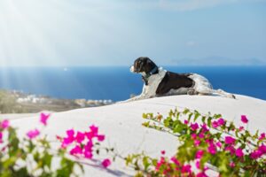A dog looking at a Greek vista.
