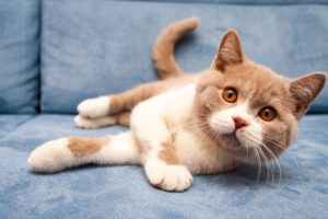 Orange British Shorthair cat lying on couch