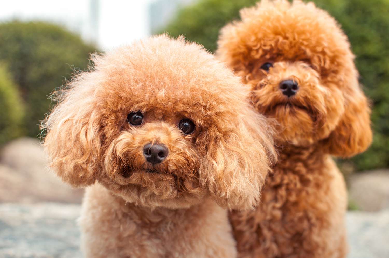 Two apricot poodles looking at camera; fluffy dogs outside