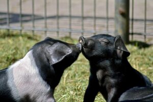 pigs kissing in the sun