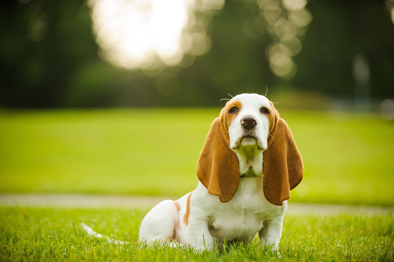 Basset Hound puppy with long ears sitting in grass.