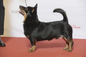 side view of Lancashire heeler standing looking up and alert at a dog show