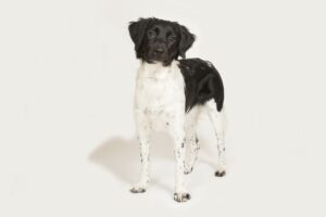 stabyhoun dog standing against a white background