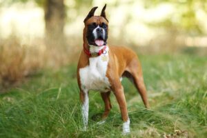 A Boxer dog standing in the tall grass