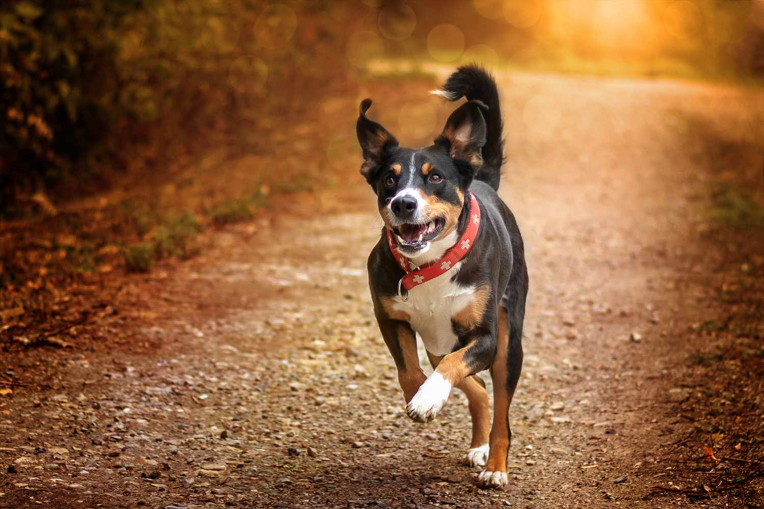 Adult Appenzeller Sennenhund running on path