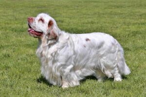 Side profile of adult Clumber spaniel
