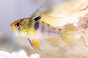 German blue ram fish with yellow and blue scales and deep orange eyes closeup