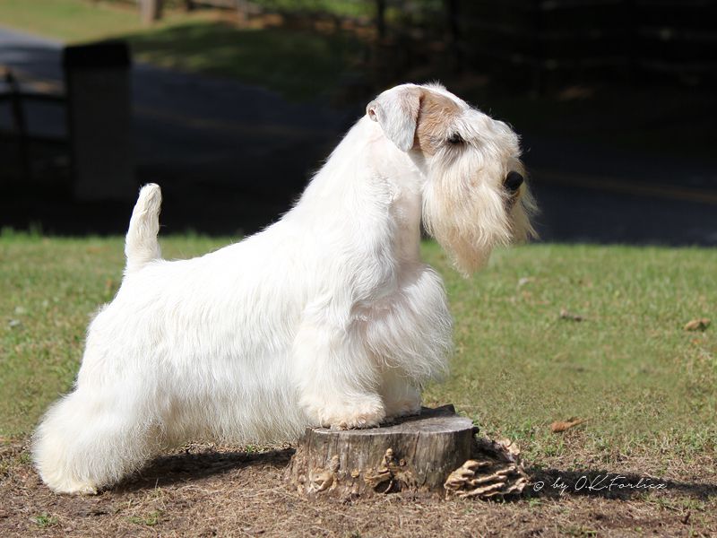 Champion Sealyham Terrier