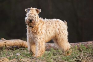soft-coated wheaten terrier standing outside