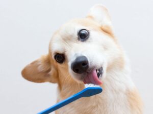 Corgi dog brushing teeth
