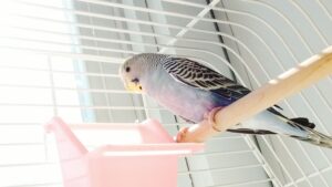 blue-gray budgie sitting on a perch in a cage next to a food cup