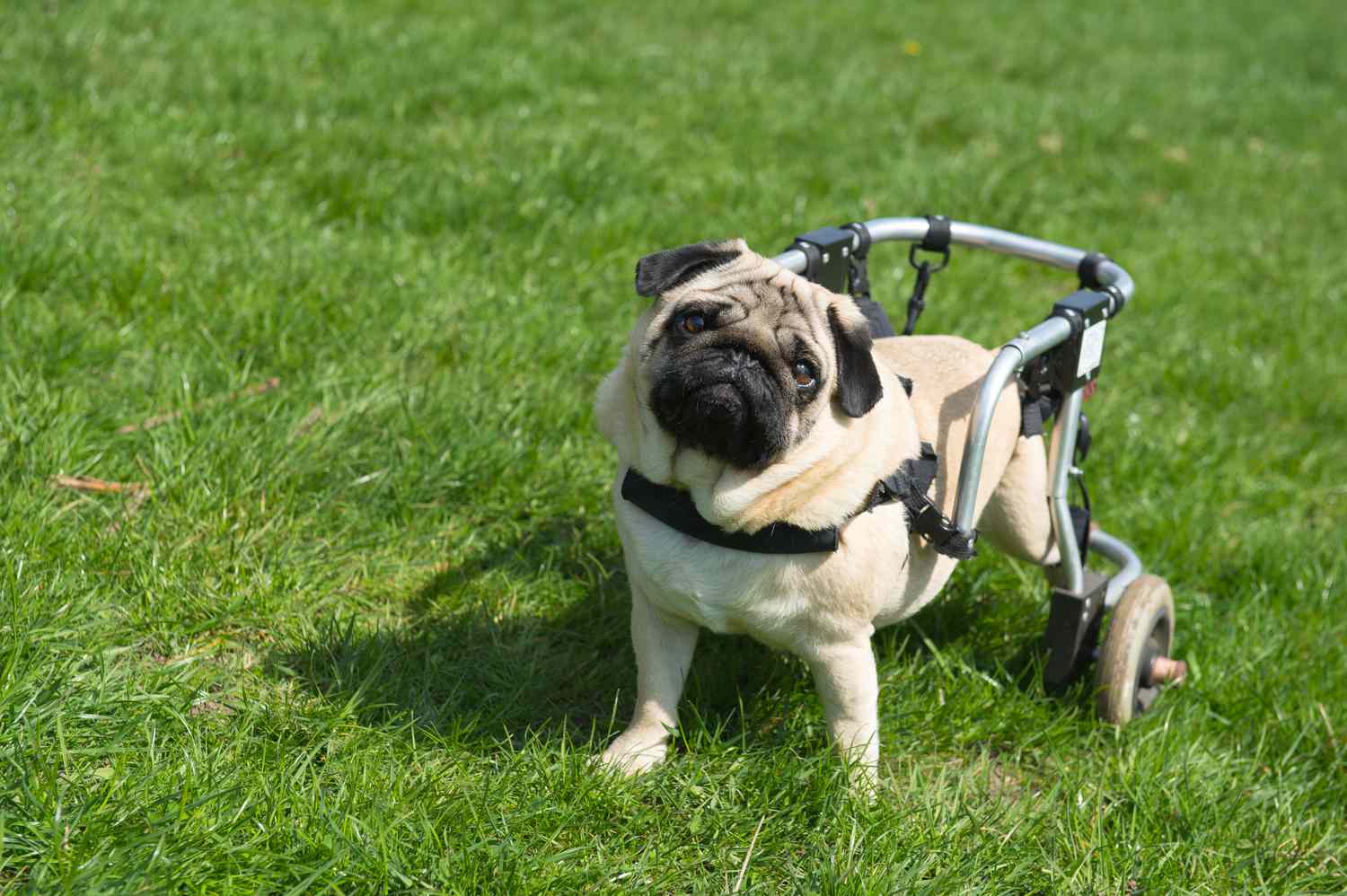 Handicapped dog