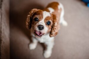 High Angle Portrait Of Cute Cavalier Spaniel Standing At Home