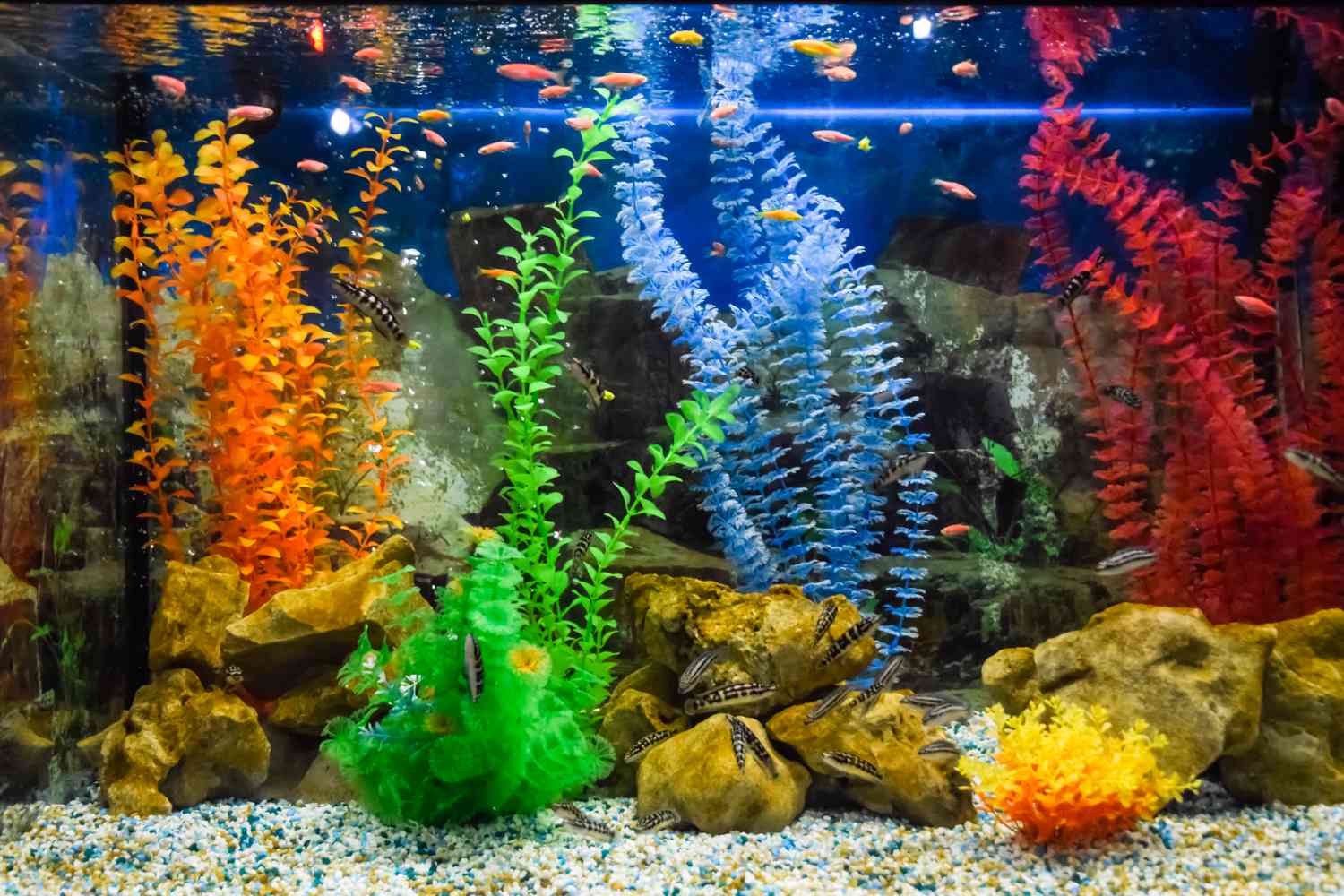 Wall mounted aquarium with tropical fish