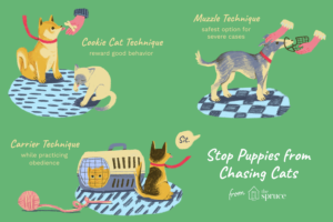 How to stop dogs and puppies from chasing cats