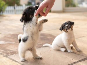 Cute tricolor Jack Russell Terrier puppies playing and biting