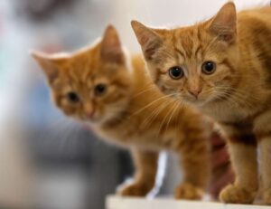 Two 13-week-old kittens