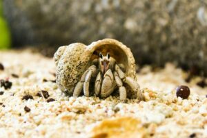 A close-up of a hermit crab