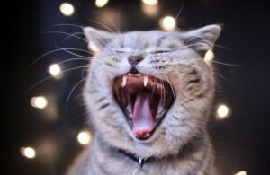 Open mouth cat