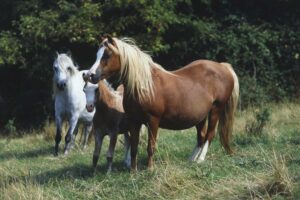 Three Welsh mountain ponies (Equus caballus) in a field, including chestnut coloured pregnant mare and foal, and grey pony