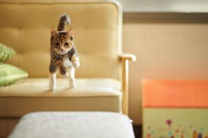 Calico cat jumping from a chair to an ottoman