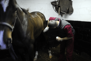 A vet checks a problem with a horses stifle.