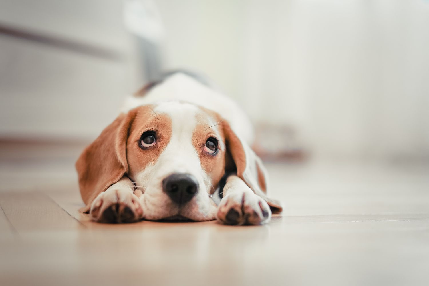Cómo tratar los histiocitomas en perros