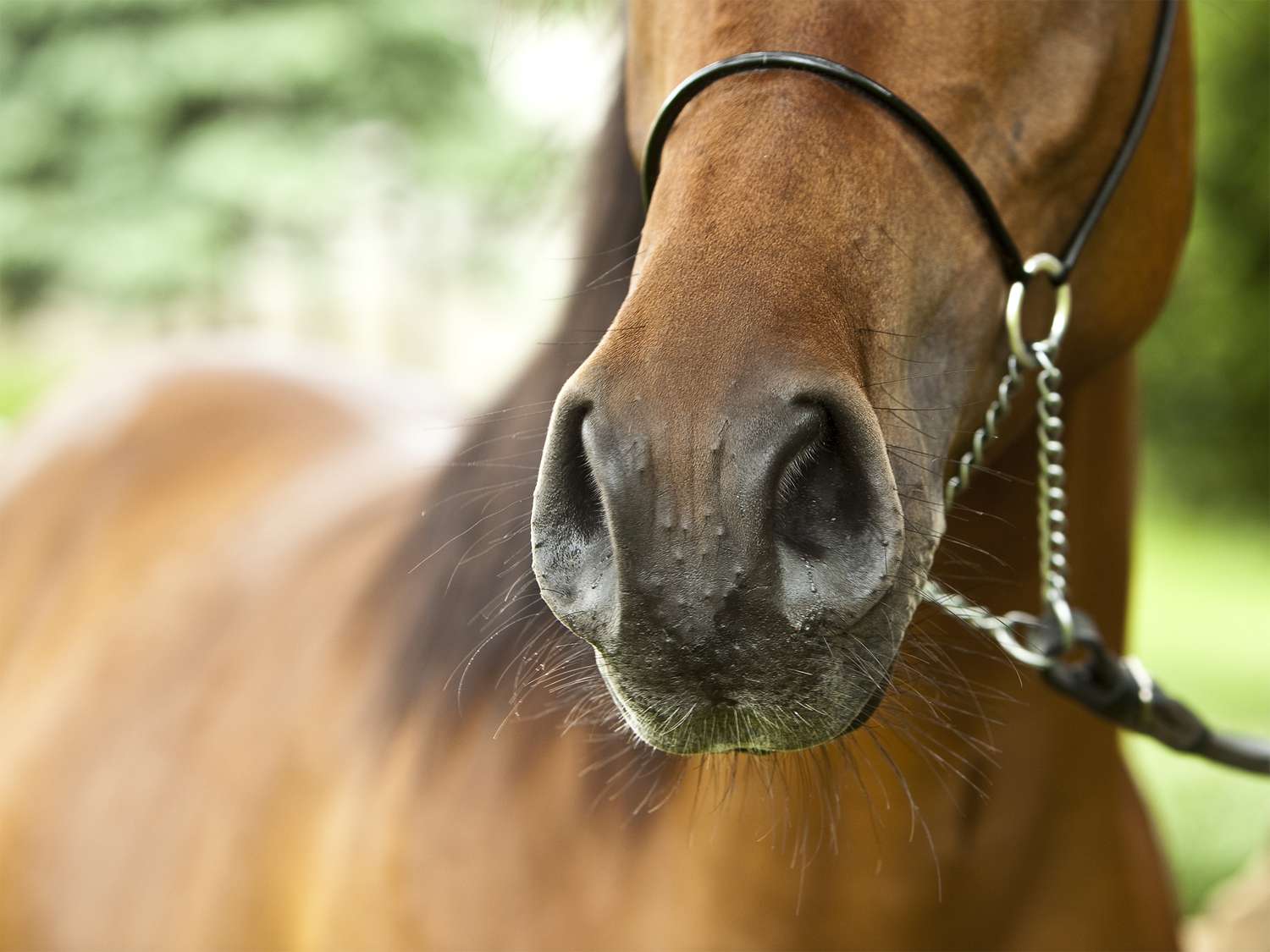 bumps on horse's nose
