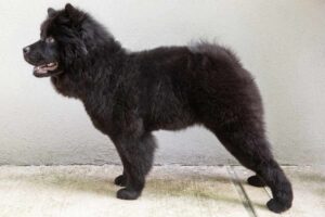 Black chow chow dog standing and facing left