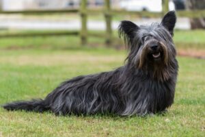 A Skye Terrier laying on the grass