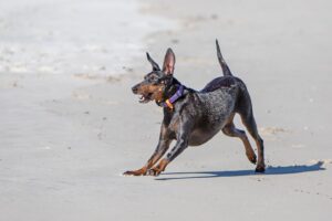 manchester terrier on the beach