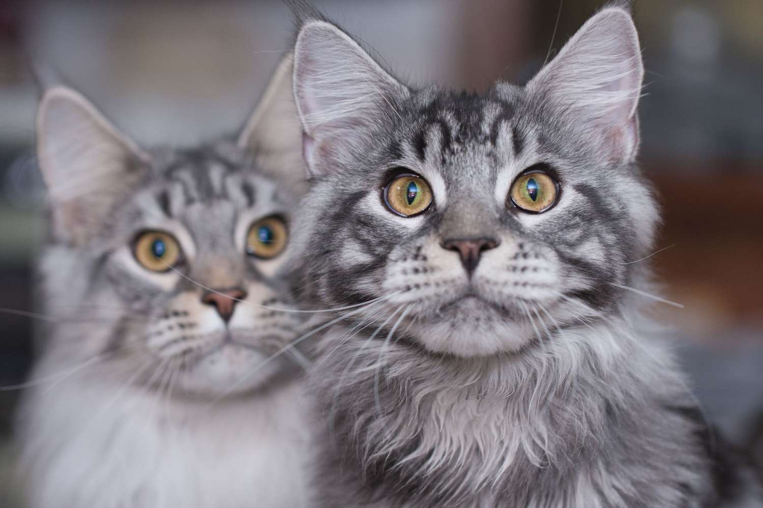 Photo of Brother and Sister Maine Coons
