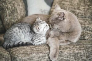 Older cat and kitten on gray sofa