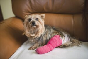 Yorkshire Terrier with pink plastered leg sitting on leather armchair