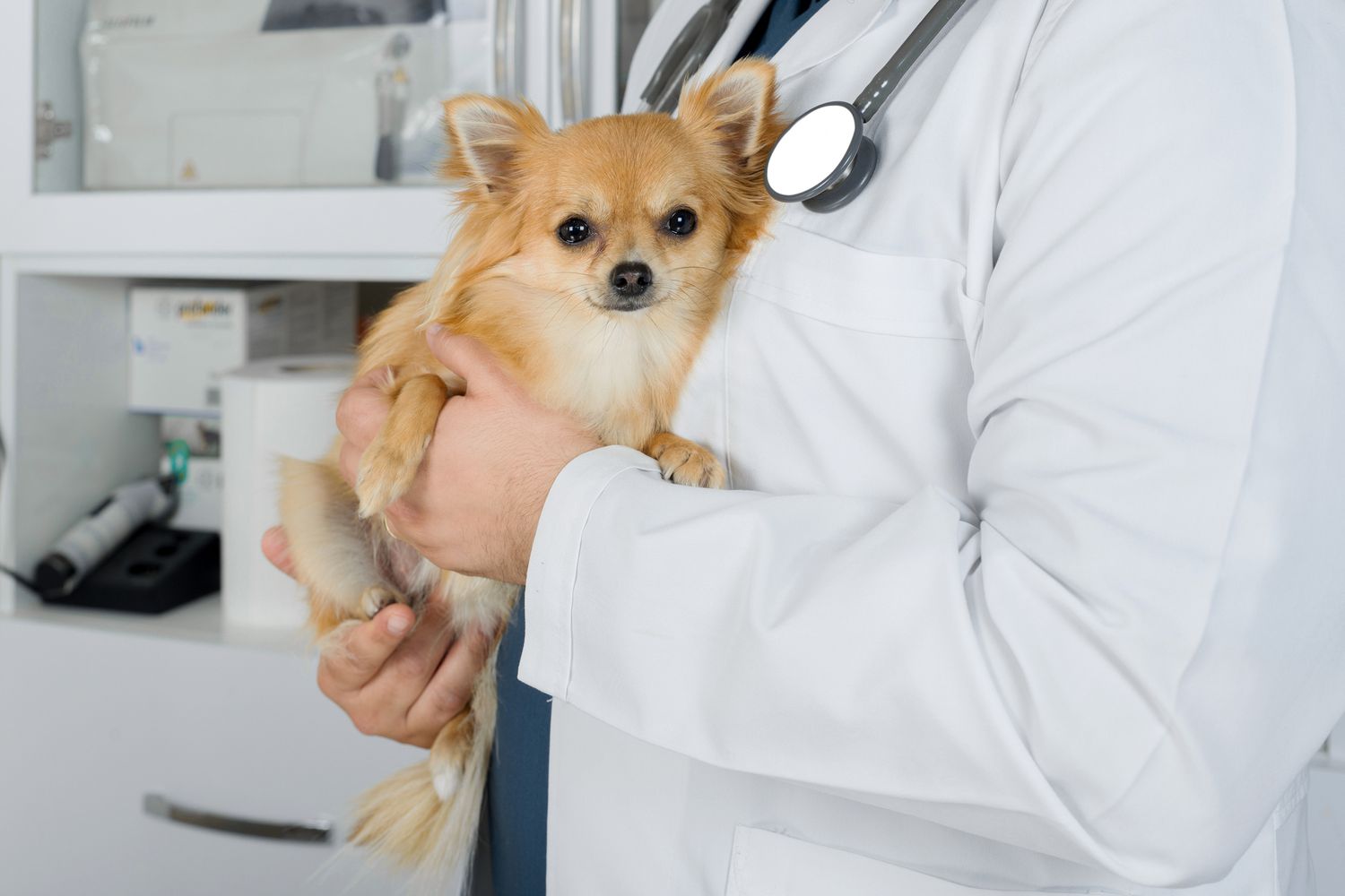legg-calve-perthes disease in dogs