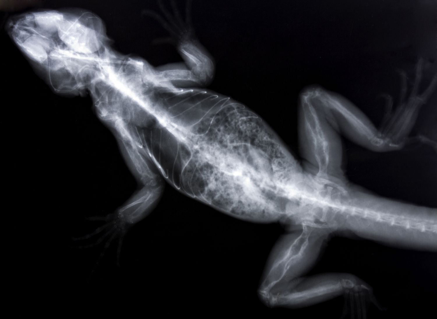 X-ray of an iguana with metabolic bone disease