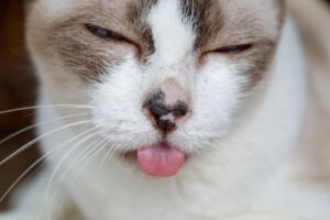 stomatitis in cats