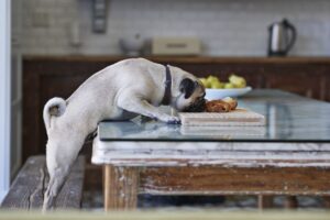 Pug eating food off of kitchen table