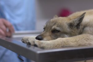 Czech shepherd puppy on the vet's table