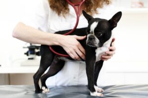 Boston Terrier having their heart listened to by a vet