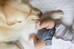 Yellow labrador retriever laying next to baby