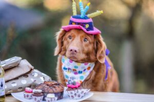 Las 6 mejores mezclas de pasteles para perros de 2022