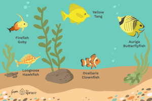 illustration of saltwater fish